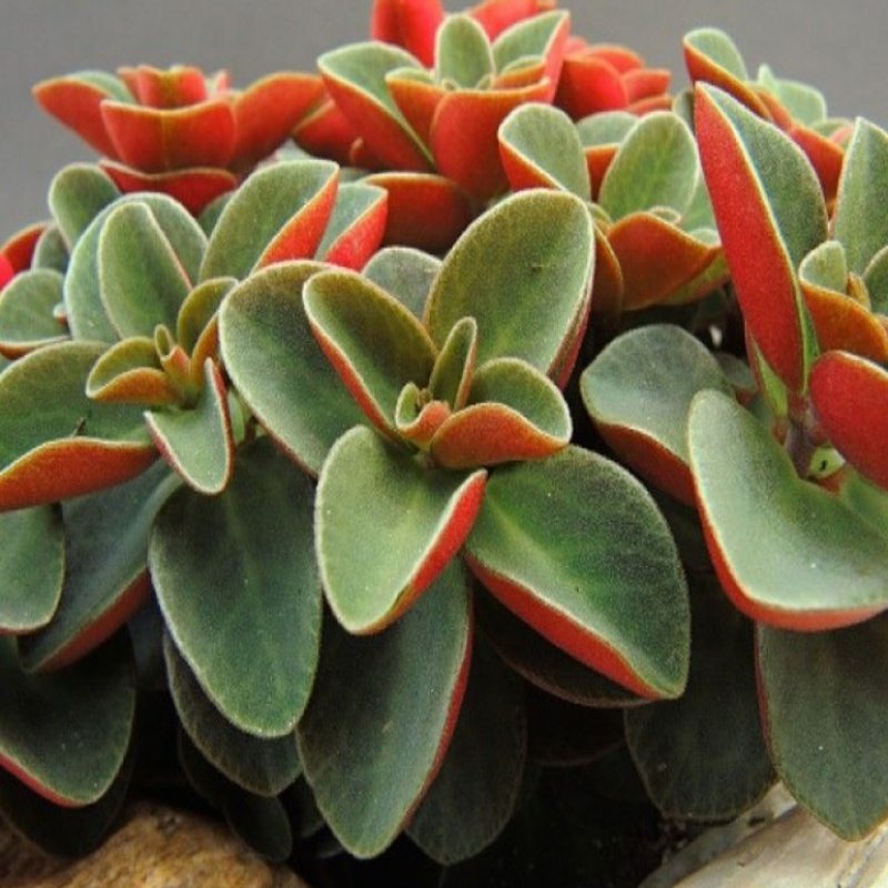 Peperomia Verticillata  Sukulent (5.5 Luk Saksıda)