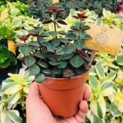 Peperomia Verticillata  Sukulent (5.5 Luk Saksıda)