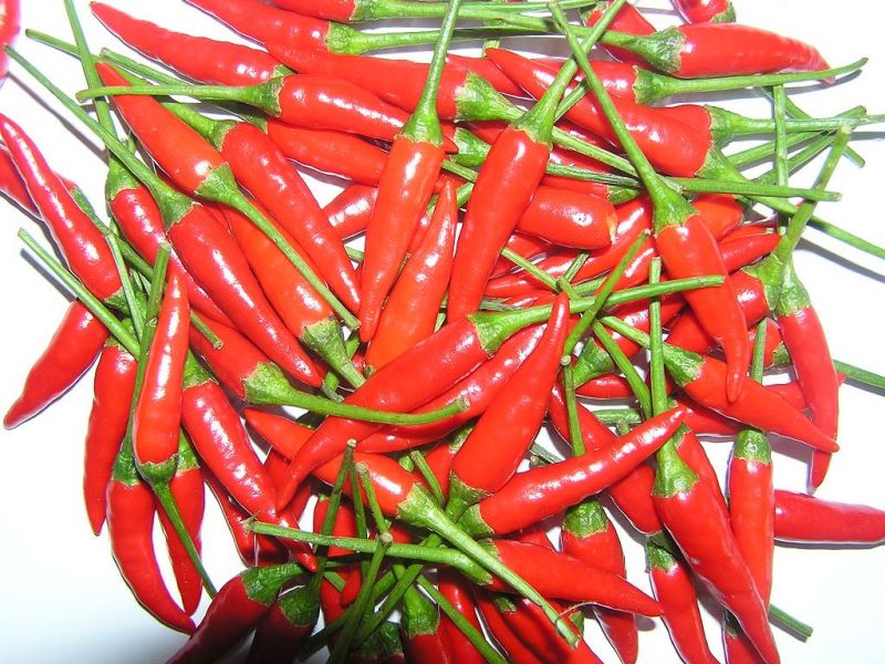 Doğal Small Red Chili Acı Biber Tohumu(20 tohum)