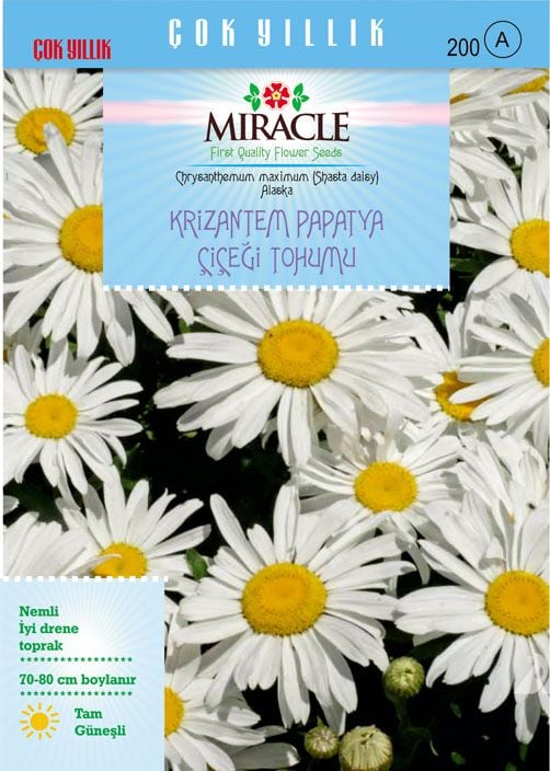 Miracle Maximum Alaska Krizantem Papatya Çiçeği Tohumu (300 tohum)
