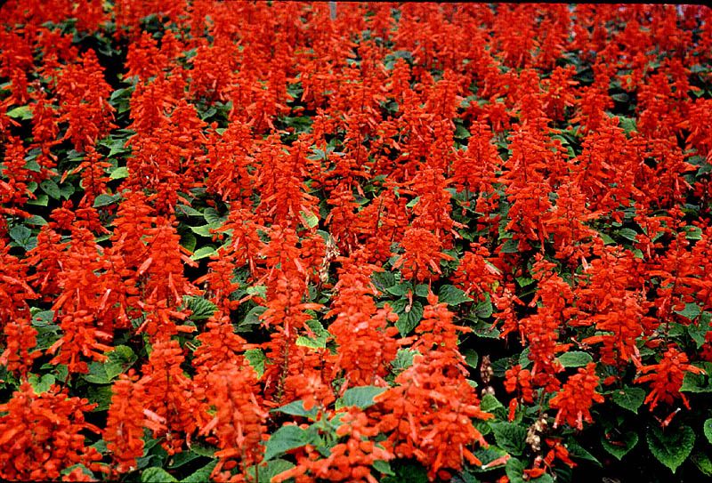 62 Paket Kırmızı Renkli Scarlet Sage Adaçayı Tohumu(80 tohum)