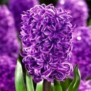 Purple Sensation Yoğun Kokulu Sümbül Soğanı (3 adet)