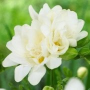 Double White Katmerli Frezya Çiçeği Soğanı (5 adet)