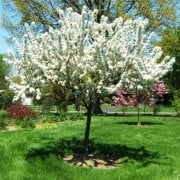 Beyaz Çiçekli Süs Elması Ağacı Tohumu (10 adet)