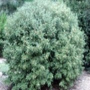 Gray Dogwood  Ağacı Tohumu (10 tohum)