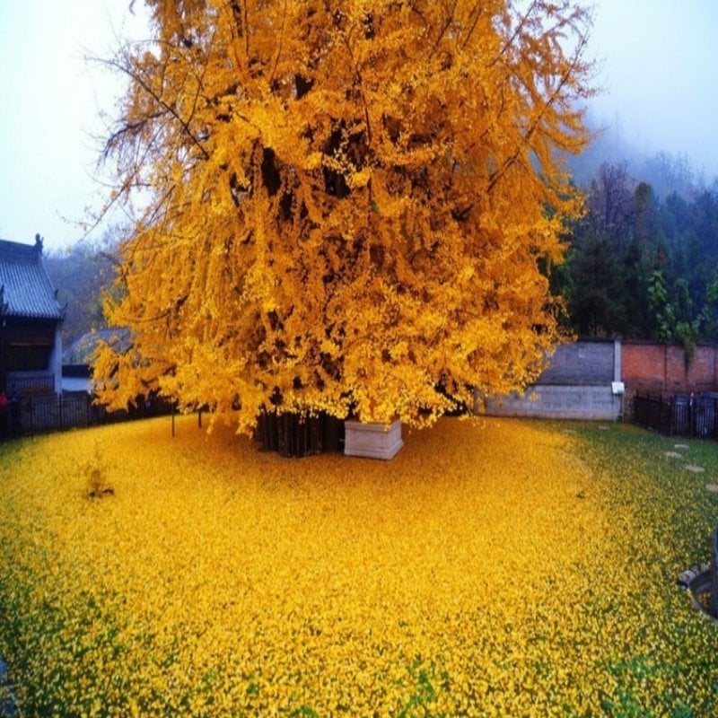 Sarı Yapraklı Ginkgo Ağacı Tohumu (3 tohum)