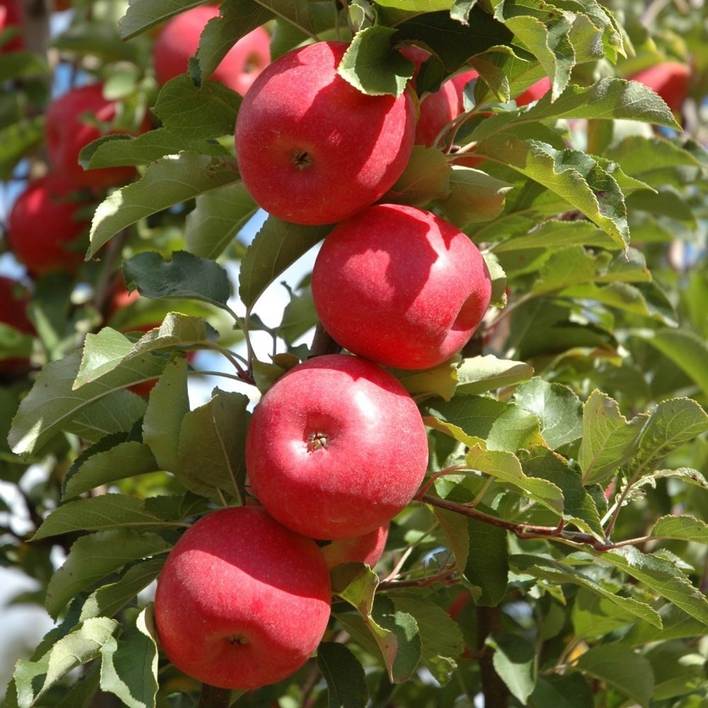 Açık Kök Yarı Bodur Fuji Zhen Aztec  Elma Fidanı