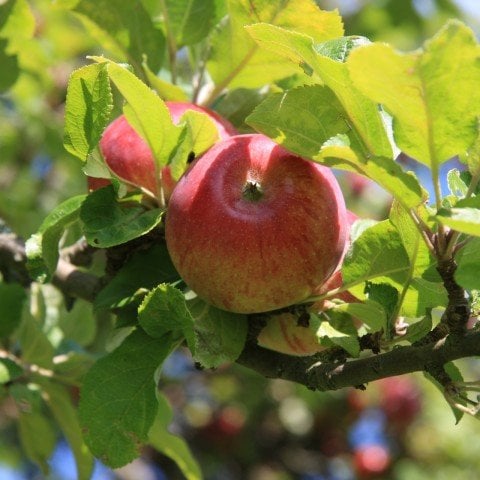 Açık Kök Yarı Bodur Summer Red Yaz Elması  Elma Fidanı