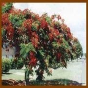 Tropik Coral Bead Vine Kızıl Güzeli Ağacı Tohumu(5 tohum)