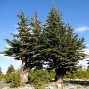 Juniperus Oxycedrus Katran Ağacı Toros Sediri Tohumu (20 tohum)