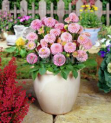 Jewel Pink Dahlia Dalya Yıldız Çiçeği Soğanı
