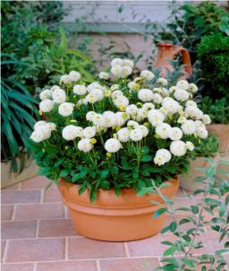 Jewel White Dahlia Dalya Yıldız Çiçeği Soğanı 1 adet