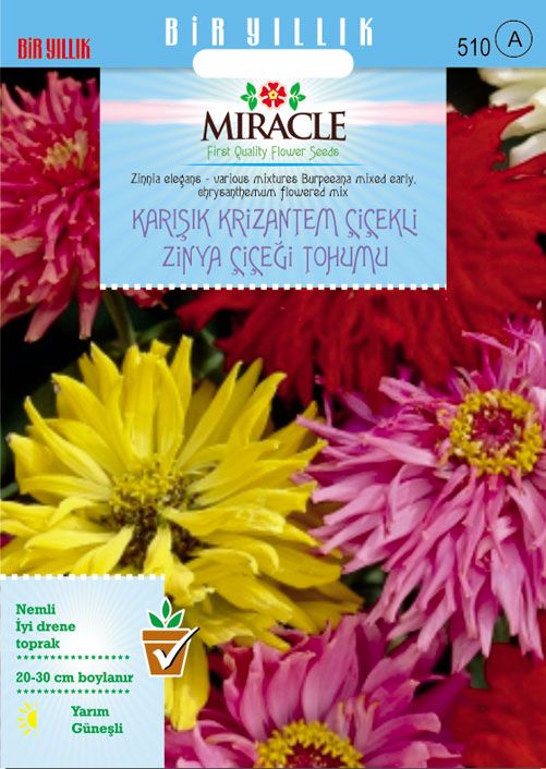 Miracle Karışık Krizantem Çiçekli Zinya Çiçeği Tohumu (150 tohum)