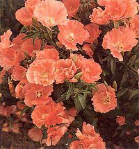 Doğal Oranj Godetia Çiçeği Tohumu(50 tohum)