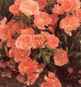 Doğal Oranj Godetia Çiçeği Tohumu(50 tohum)