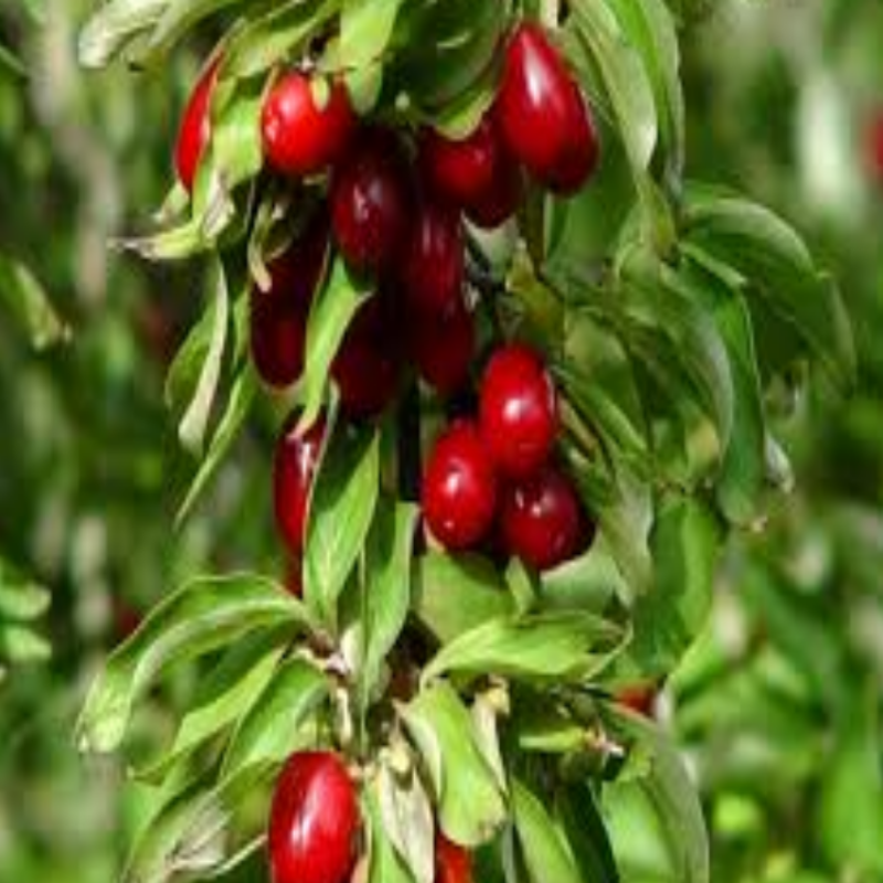 Anadolu Küçük Meyveli Kızılcık Tohumu (10 adet)