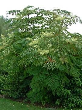 Chinese Angelica Ağacı Tohumu (10 tohum)