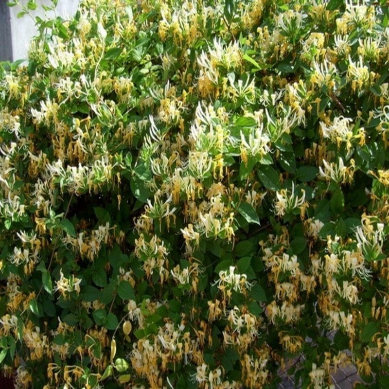 Tüplü Lonicera caprifolium Hanım Eli Fidanı 5-6 yaş  (150-250 cm)