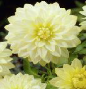 Snowbound Dahlia Dalya Yıldız Çiçeği Soğanı 1 Soğan
