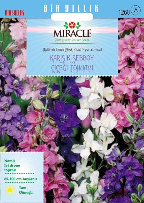 Miracle Karışık Renkli İmperial Giant Şebboy Çiçeği Tohumu (360 tohum)
