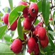 Strawberry Guava Çilek Guavası Fidanı Meyve Verme Yaşında