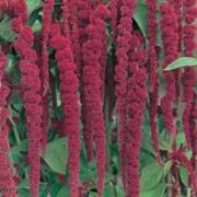 Sarkan Red Giant Amaranthus(Horoz İbiği) Çiçeği Tohumu( 50  tohum)