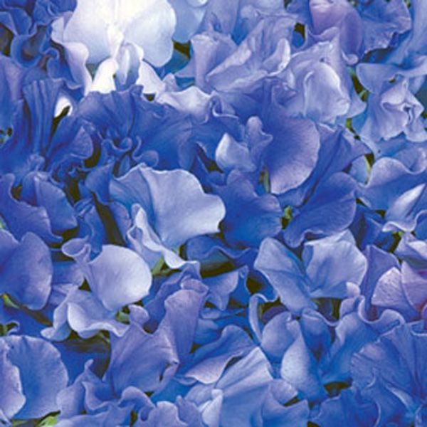 Mavi Kokulu Bezelye Çiçeği Tohumu (20 tohum)