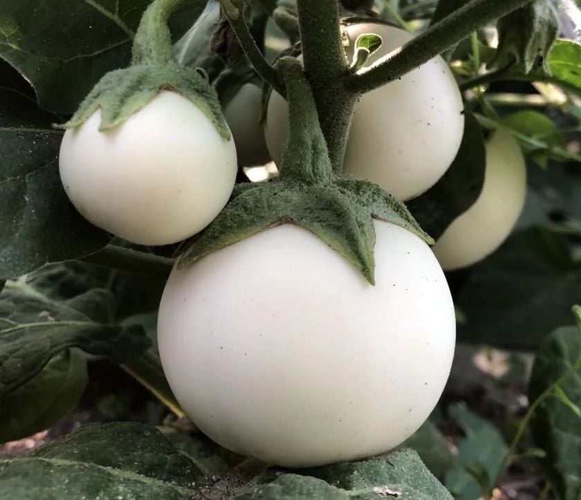 Big White Beyaz Patlıcan Tohumu (15 tohum)
