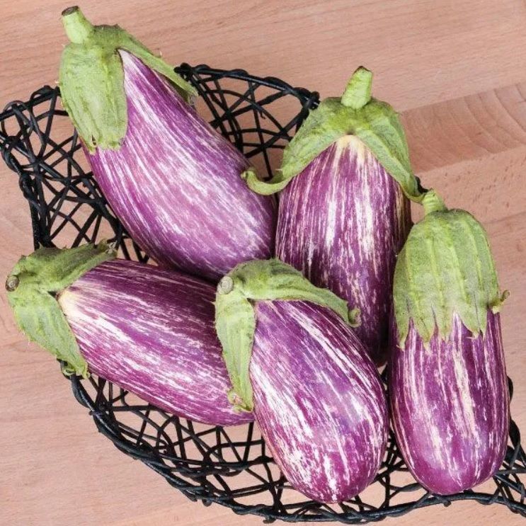 Calliope Etli  Patlıcan Tohumu (15 tohum)