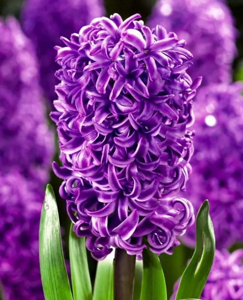İthal Purple Sensation Mor Yoğun Kokulu Sümbül Soğanı (3 adet)