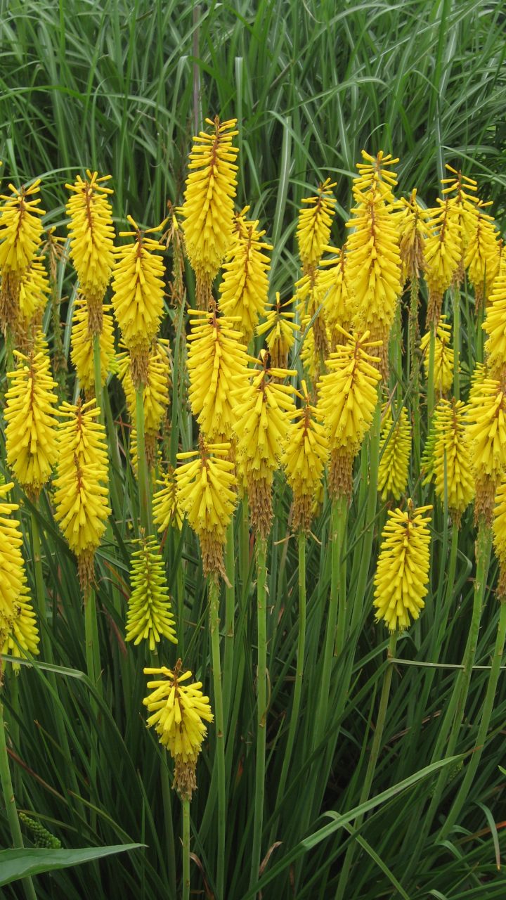 Sunningdale Gold  Kniphofia Fener Çiçeği Soğanı (1 Soğan)