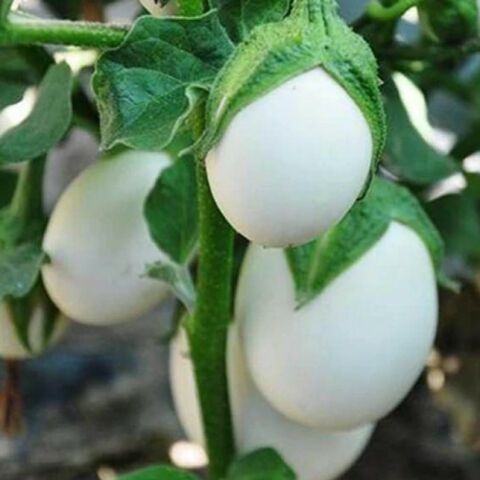 Japanese Egg White Etli  Yumurta Patlıcan Tohumu (15 tohum)