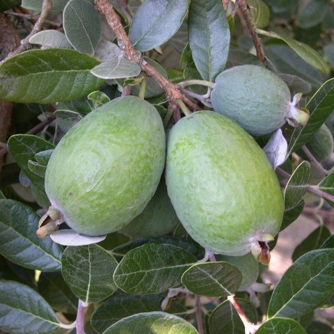 3 Yaş Tüplü (Kaymak Ağacı) Feijoa Fidanı 2 Litrelik Saksı