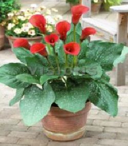 Red Allert Calla Gala Çiçeği Soğanı (1 Soğan)