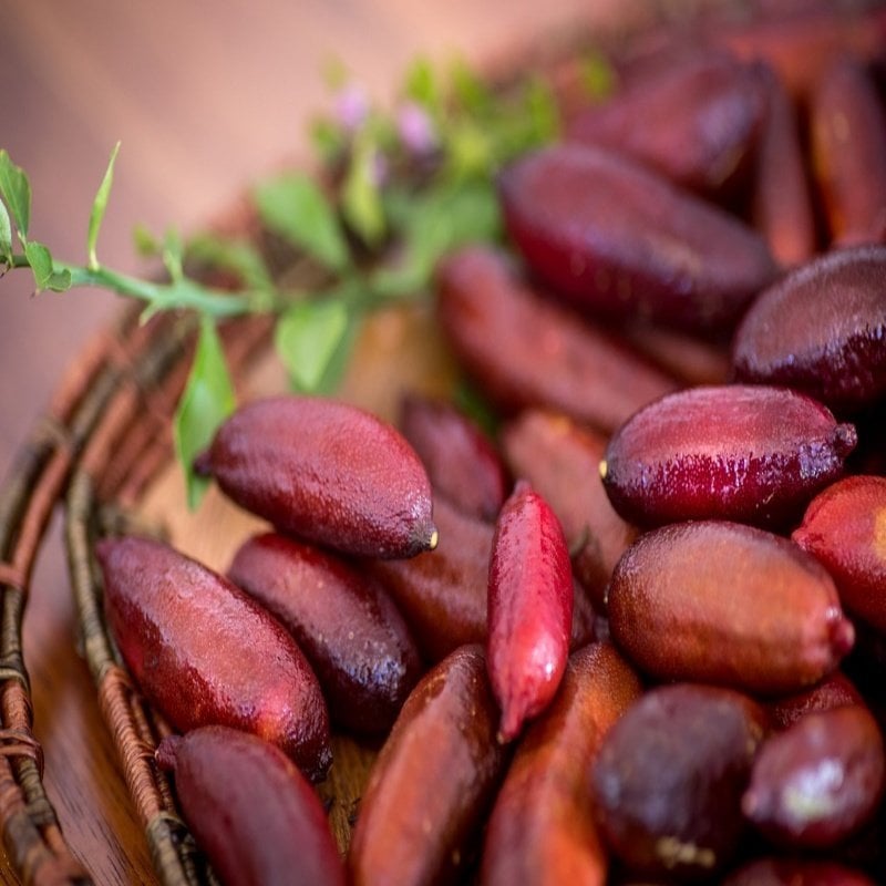 Meyve Verme Yaşında Tüplü Havyar Limon Red Champagne Finger Lime Fidanı