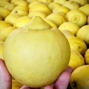 Tüplü Yoğun Kokulu Finike Beyaz Limon Fidanı