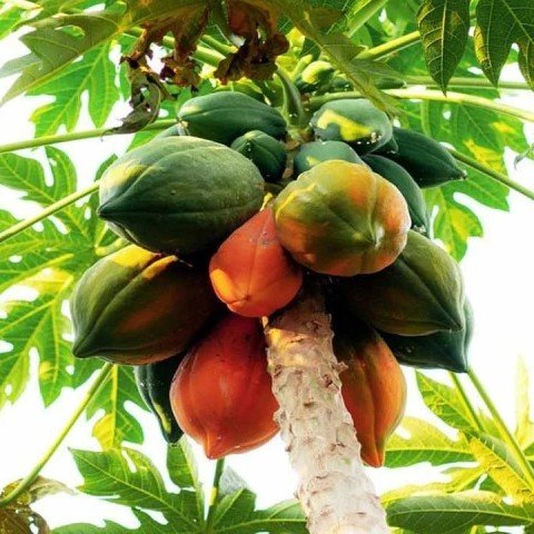 Tüplü Papaya(Ağaç Kavunu) Fidanı(150-200 cm) Meyve Verme Durumunda