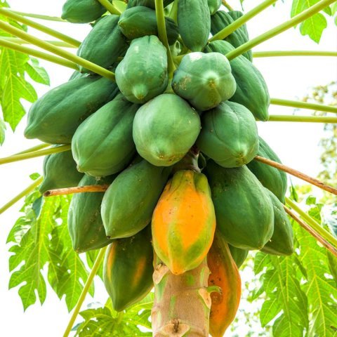 Tüplü Papaya(Ağaç Kavunu) Fidanı(150-200 cm) Meyve Verme Durumunda