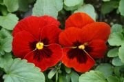 Kırmızı Dev Hercai Menekşe Çiçeği (50 tohum)