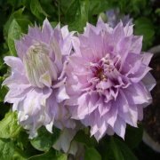 Clematis Belle of Woking Çiçeği Fidanı