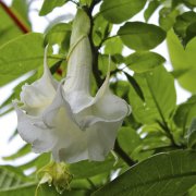 Katmerli Beyaz Brugmansia Meleklerin Borazanı Çiçeği Tohumu (5 tohum)