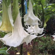 Katmerli Beyaz Brugmansia Meleklerin Borazanı Çiçeği Tohumu (5 tohum)