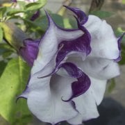 Katmerli Mor Brugmansia Çiçeği Tohumu (5 tohum)