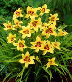 Bonanza Gün Güzeli Çiçeği Soğanı (1 Soğan)