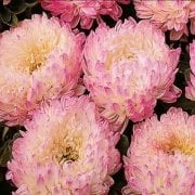 Paeony Duchesse Apricot Pompon Aster Çiçeği Tohumu (50 tohum)