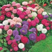 Paeony Duchesse Apricot Pompon Aster Çiçeği Tohumu (50 tohum)