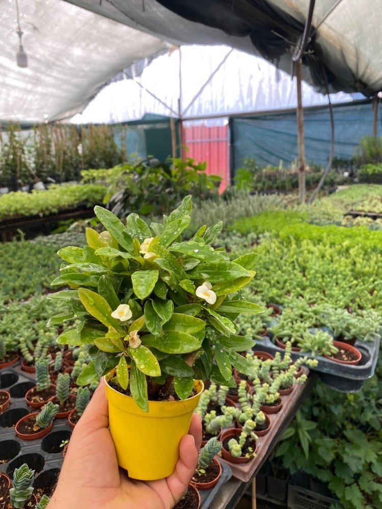 Yellow Euphorbia Milii Kaktüs Dikenler Tacı (8 Lik Saksıda)
