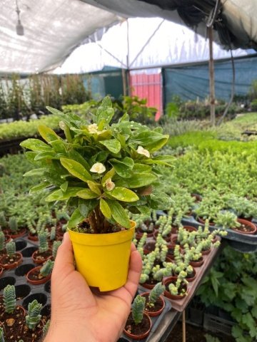 Yellow Euphorbia Milii Kaktüs Dikenler Tacı (8 Lik Saksıda)