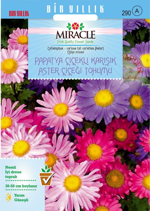 Miracle Papatya Çiçekli Karışık Renkli Chinensis Aster Çiçeği Tohumu (360 Tohum)