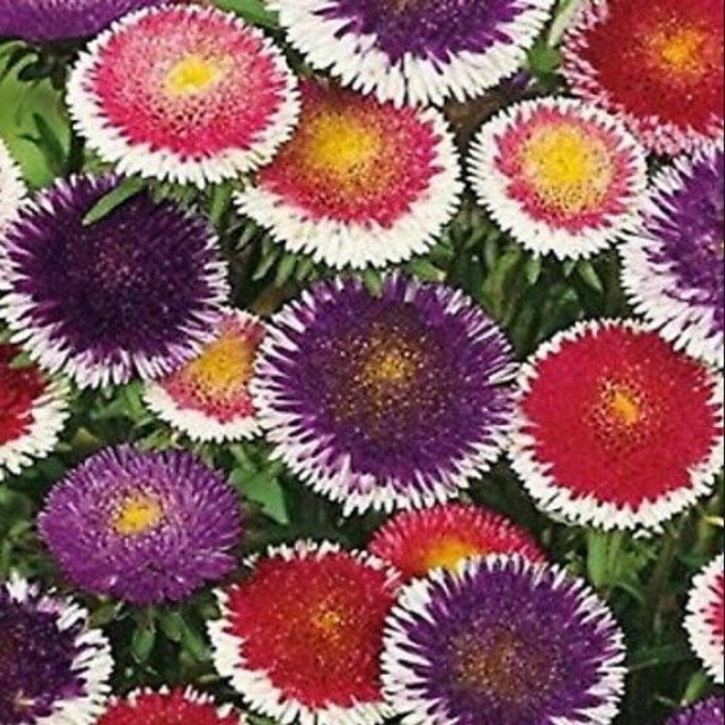 Pompon Hinomaru Mixed Aster Çiçeği Tohumu(50 tohum)